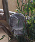Not a very active Koala